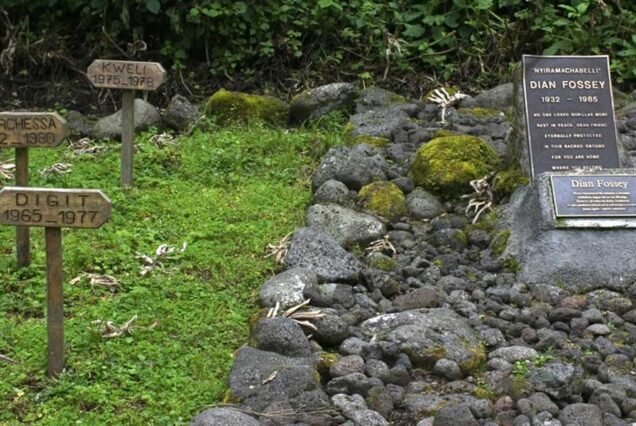 1-Day Karisoke Research Center Hike Volcanoes NP Trip